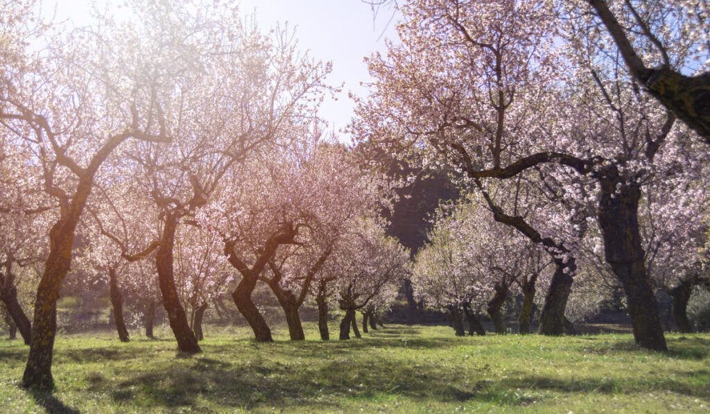 Temporada de cerezas Cáceres Valle de Jerte